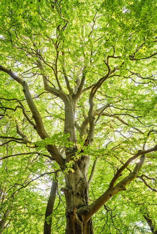 strom v přírodě